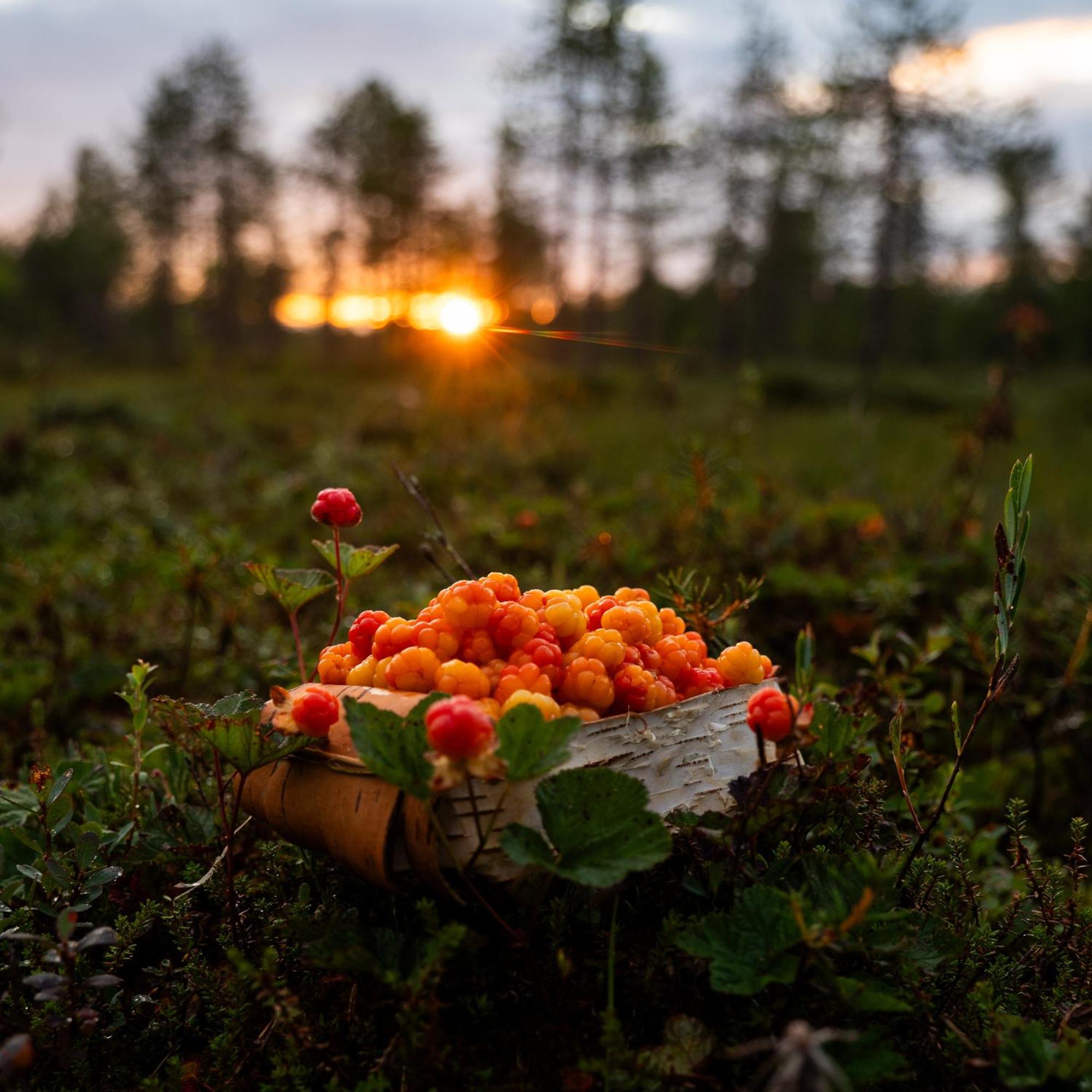 Lapin Villa Hiisi Joen Rannalla Ranua Luaran gambar